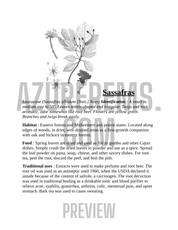 Illustration of sassafras plant with text on a white background