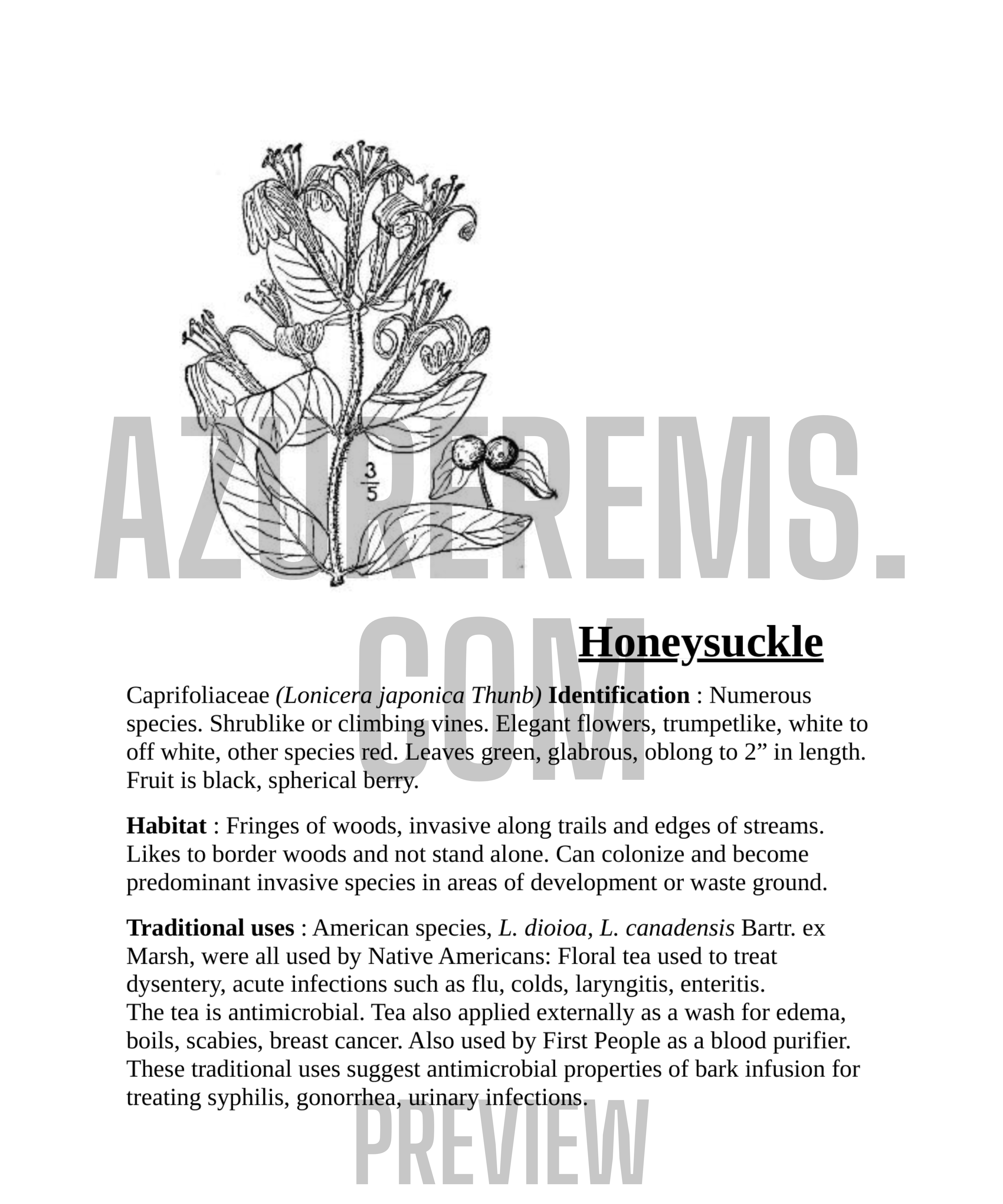 Honeysuckle plant with text on a white background