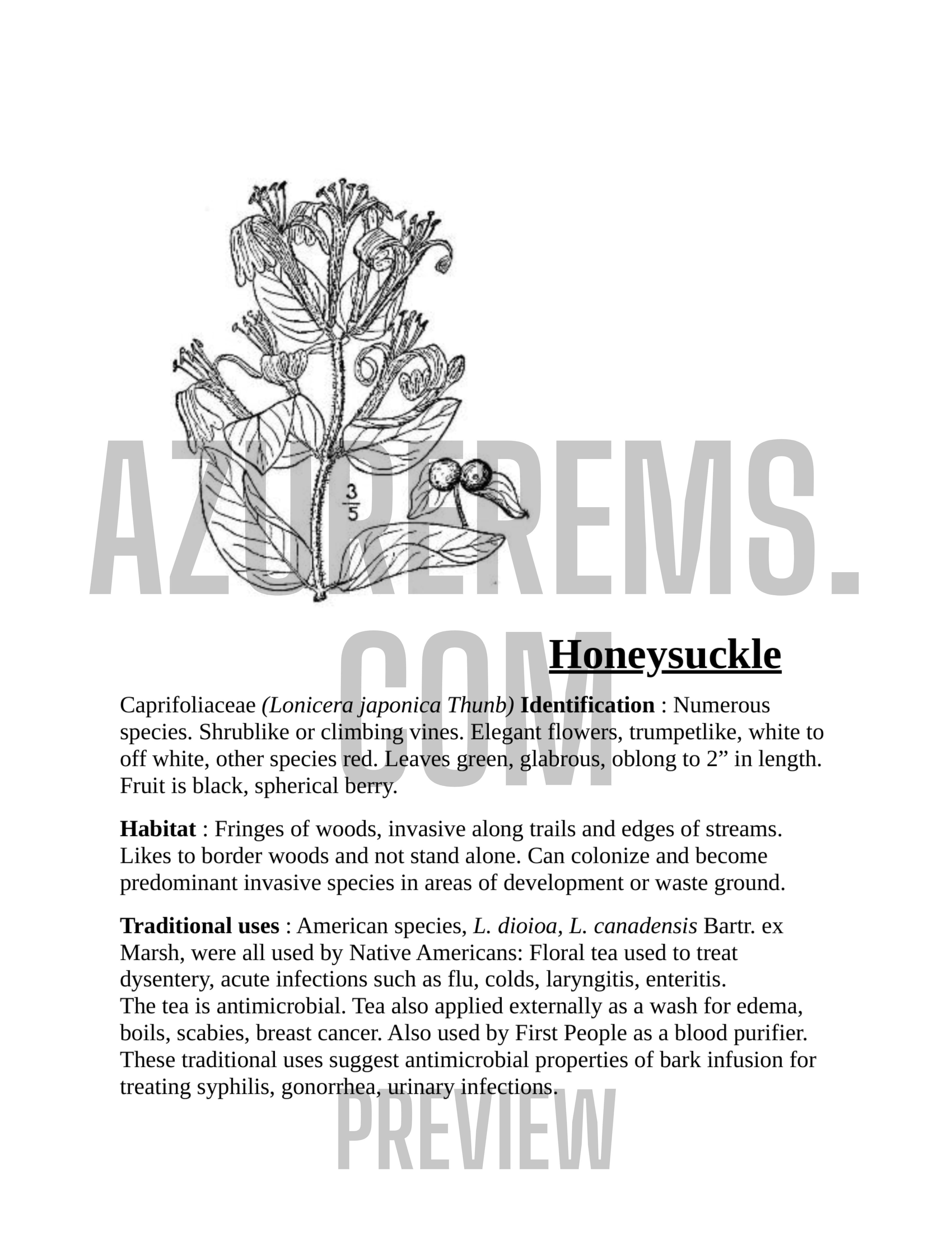 Honeysuckle plant with text on a white background