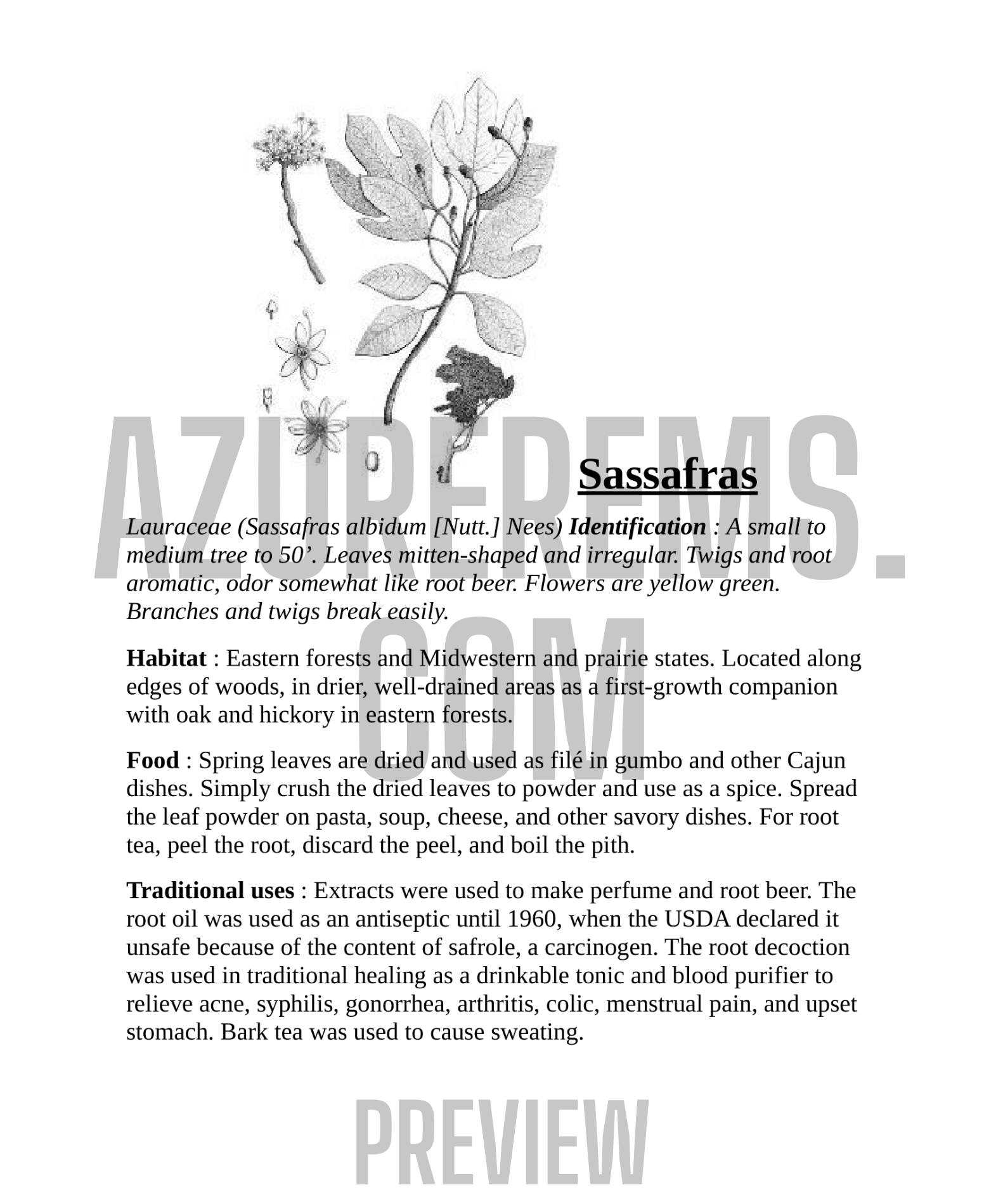 Illustration of sassafras plant with text on a white background